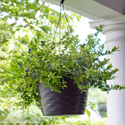 Vaccinium Bushel and Berry® Midnight Cascade Self-Pollinating Cascading Blueberry