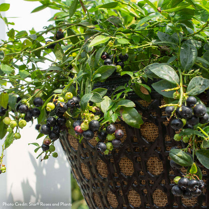 Vaccinium Bushel and Berry® Midnight Cascade Self-Pollinating Cascading Blueberry