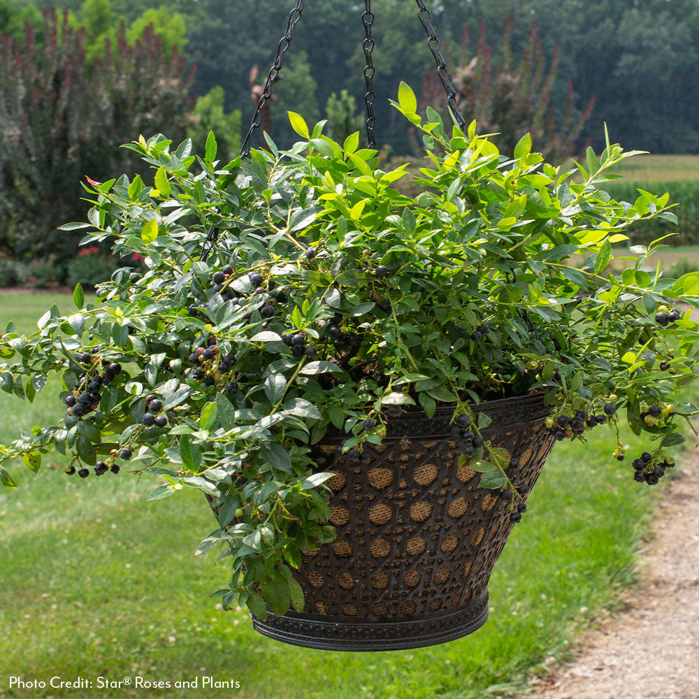Vaccinium Bushel and Berry® Midnight Cascade Self-Pollinating Cascading Blueberry
