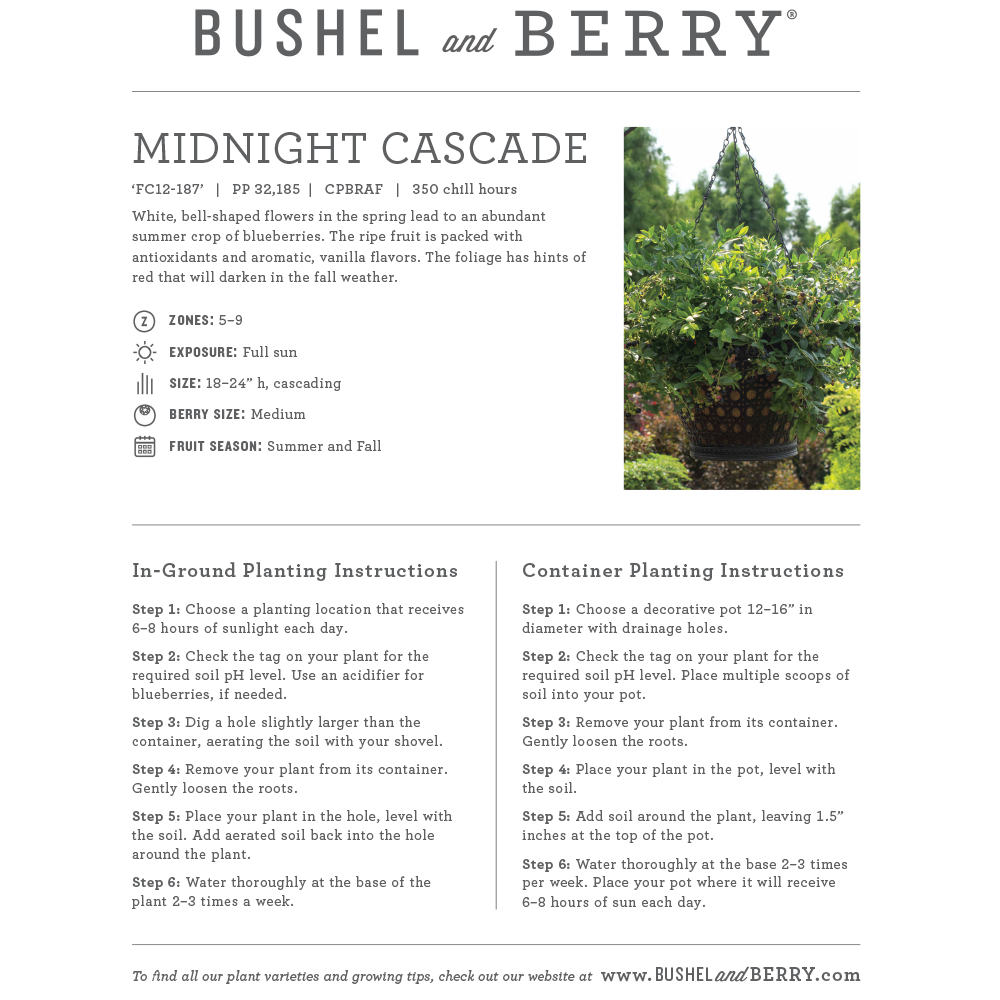 Vaccinium Bushel and Berry® Midnight Cascade Self-Pollinating Cascading Blueberry