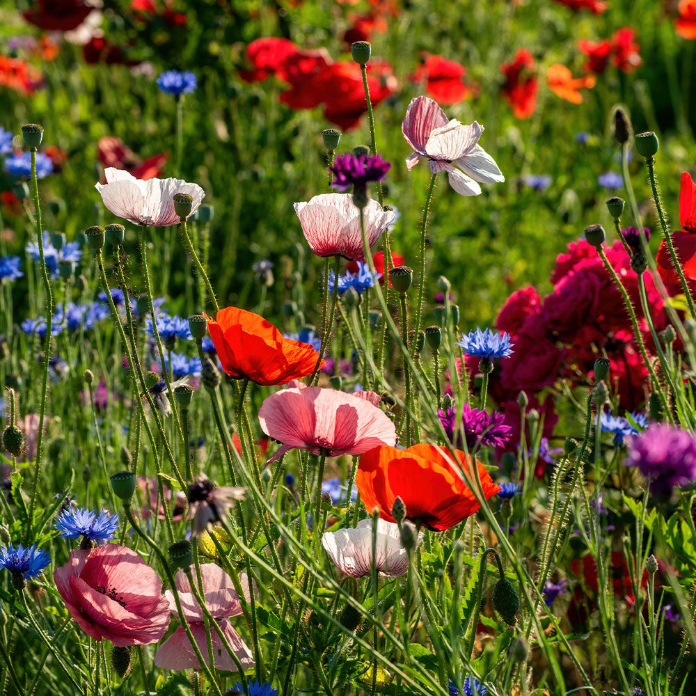 parks flower seeds Park Seed Flower, Vegetable & Herb Seed Grab Bag -100 Seed Packets