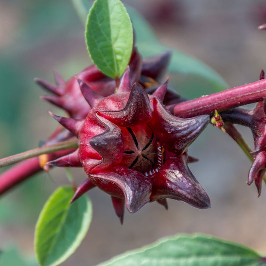 Hibiscus Roselle Organic Florida Cranberry