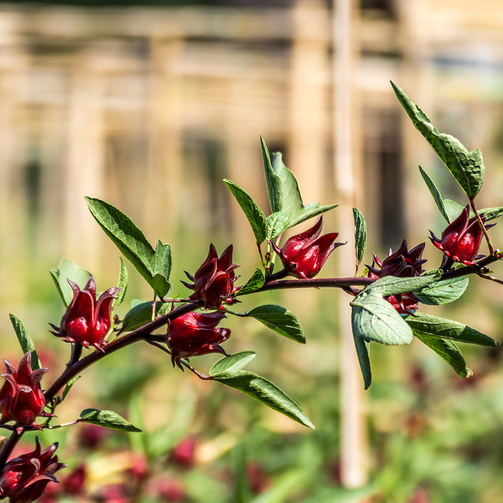 Hibiscus Roselle Organic Florida Cranberry