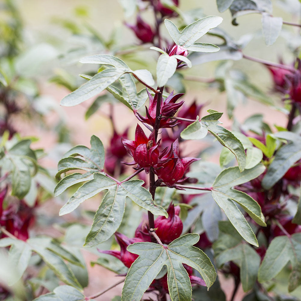 Hibiscus Roselle Organic Florida Cranberry