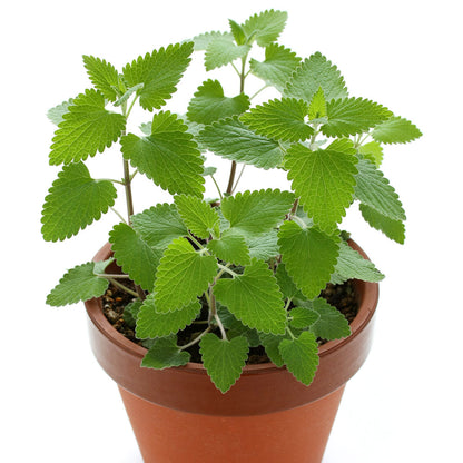 Nepeta cataria Catnip