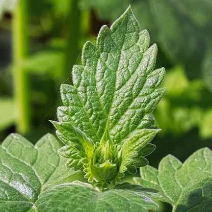 Nepeta cataria Catnip