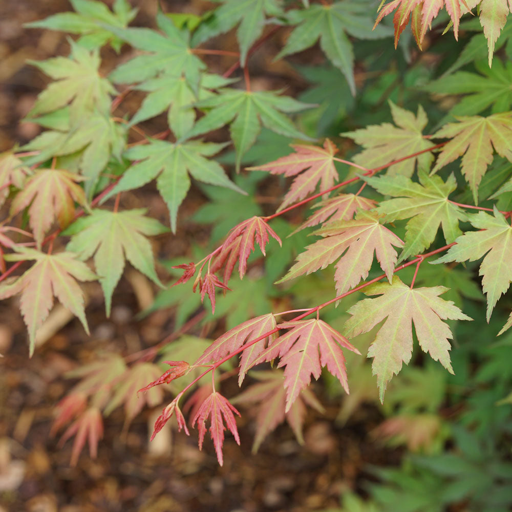 Japanese Maple Trees | Acer – Park Seed
