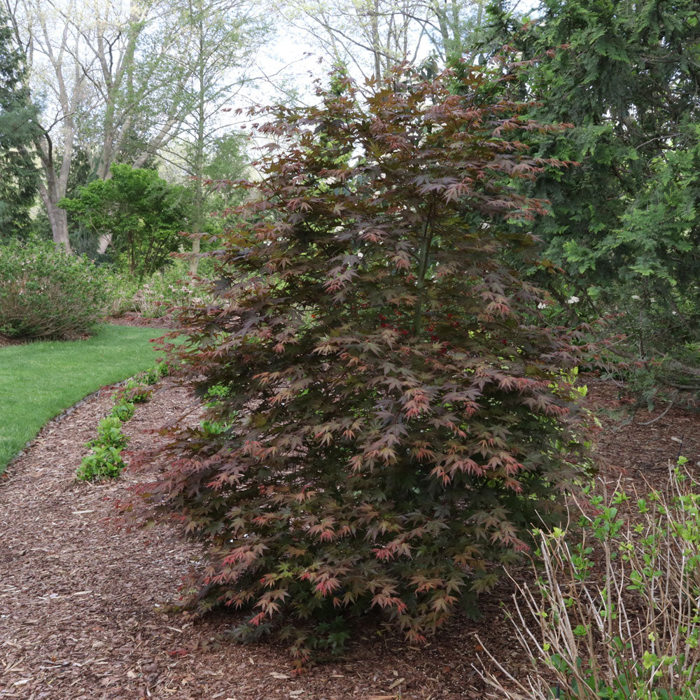 Acer Hot Chana™ Japanese Maple