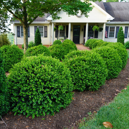Buxus NewGen Independence® Boxwood