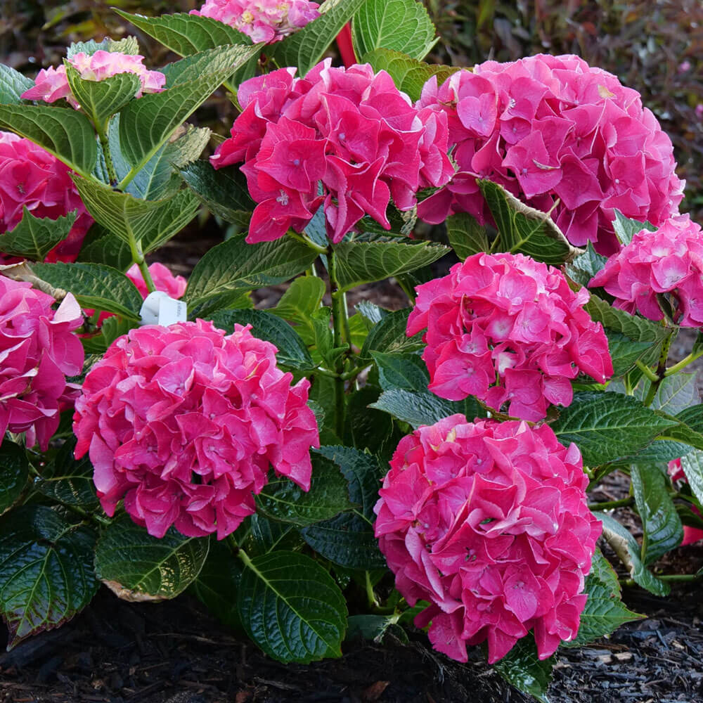 Hydrangea Wee Bit Giddy® Bigleaf Hydrangea