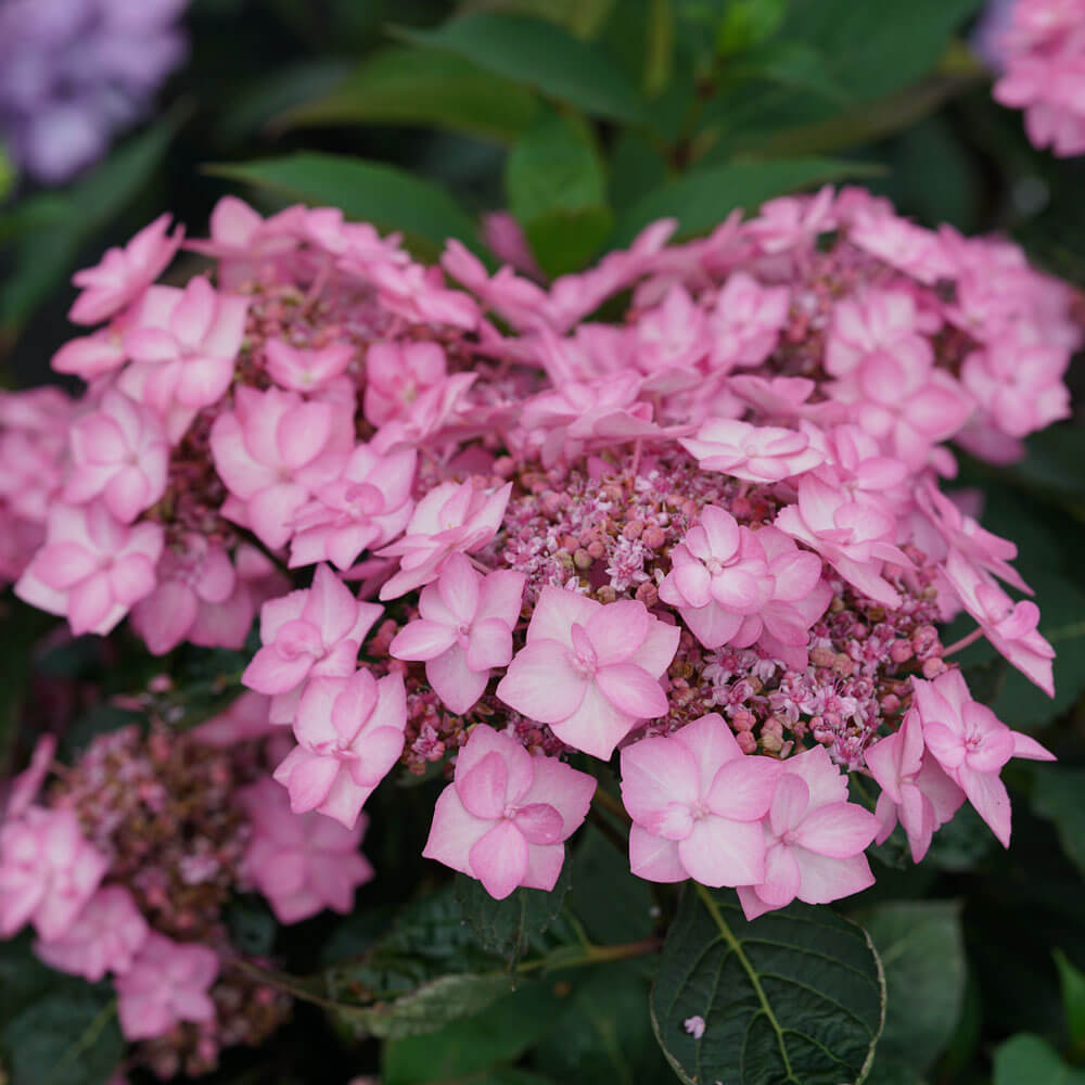 Hydrangea Let's Dance Can do!® Reblooming Mountain Hydrangea