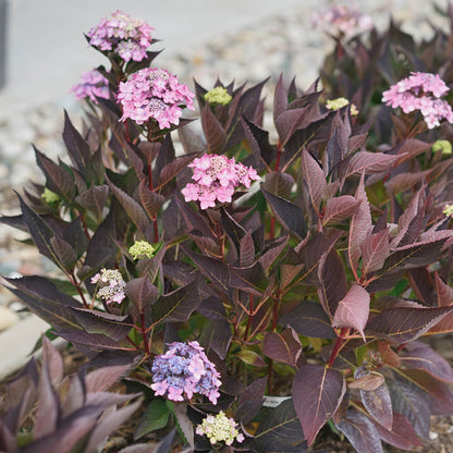 Hydrangea Let's Dance Can do!® Reblooming Mountain Hydrangea
