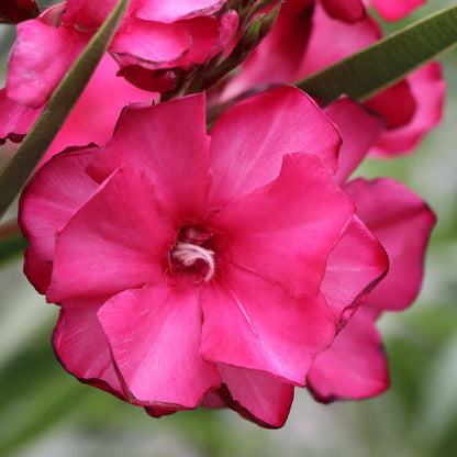 Nerium Ole!® Bicolor Red Oleander