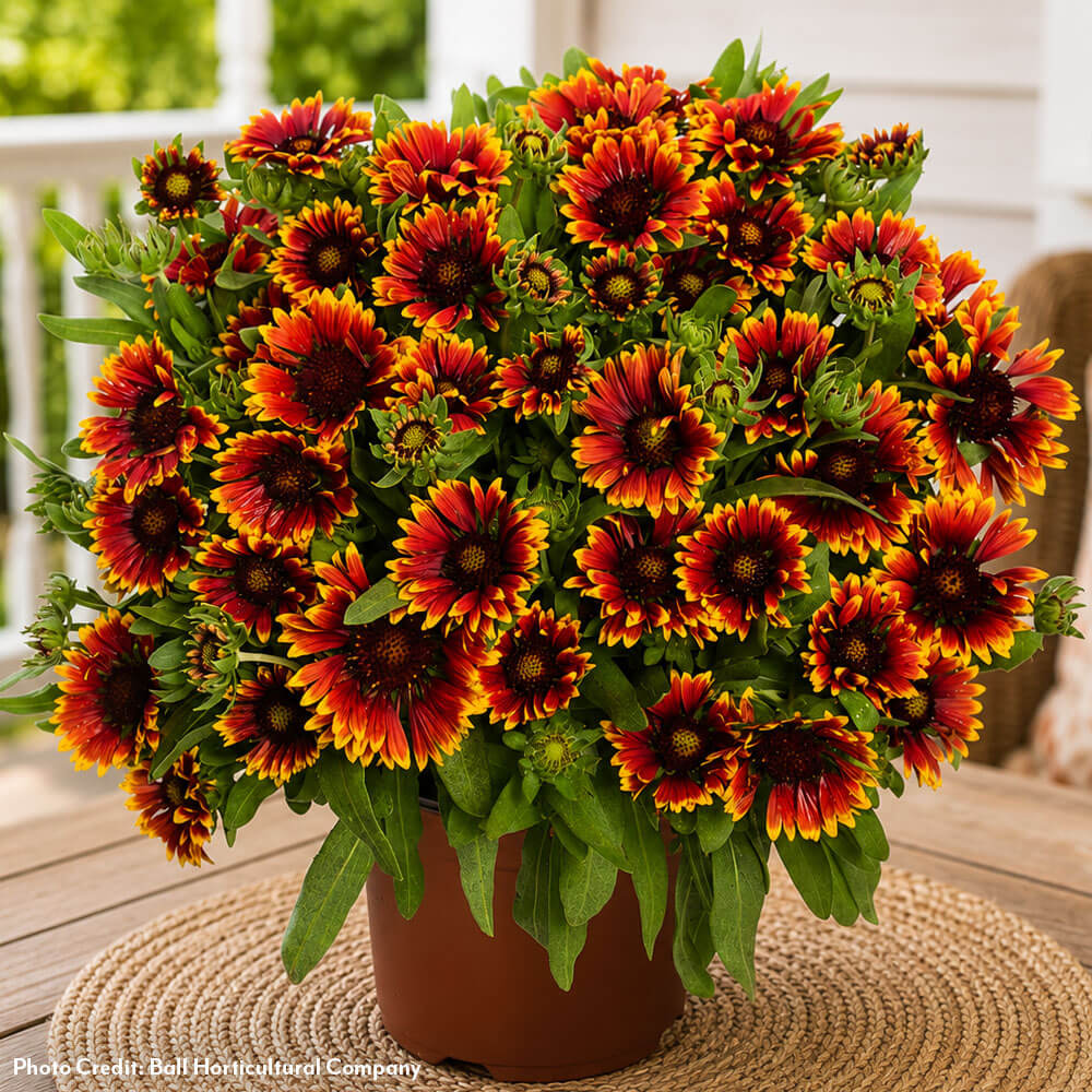 Shop Perennial Potted Plants & Flowers | 300+ Varieties – Park Seed