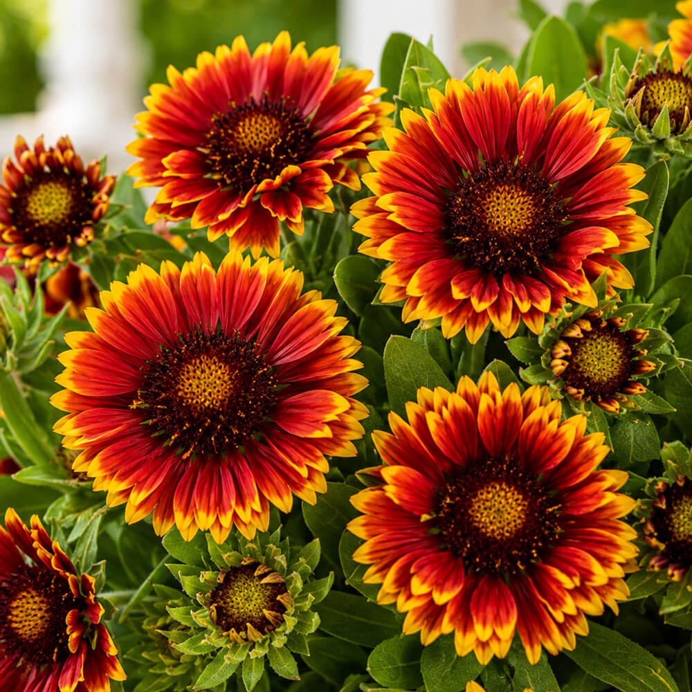 Gaillardia Spintop® Orange Halo Blanket Flower