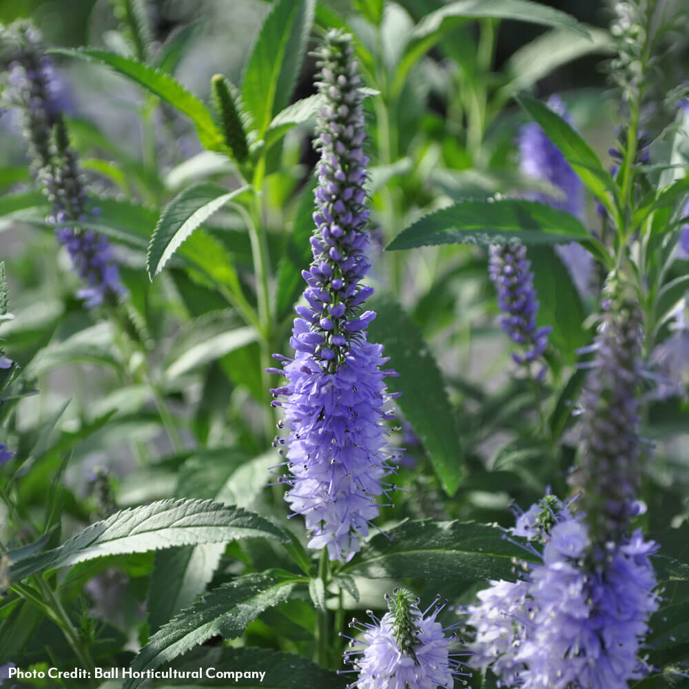 Veronica Vernique® 'Shining Sea' Speedwell