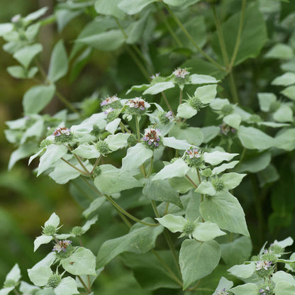 Pycnanthemum Mountain Mint