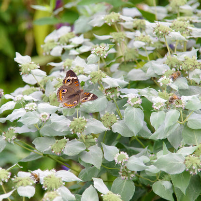 Pycnanthemum Mountain Mint