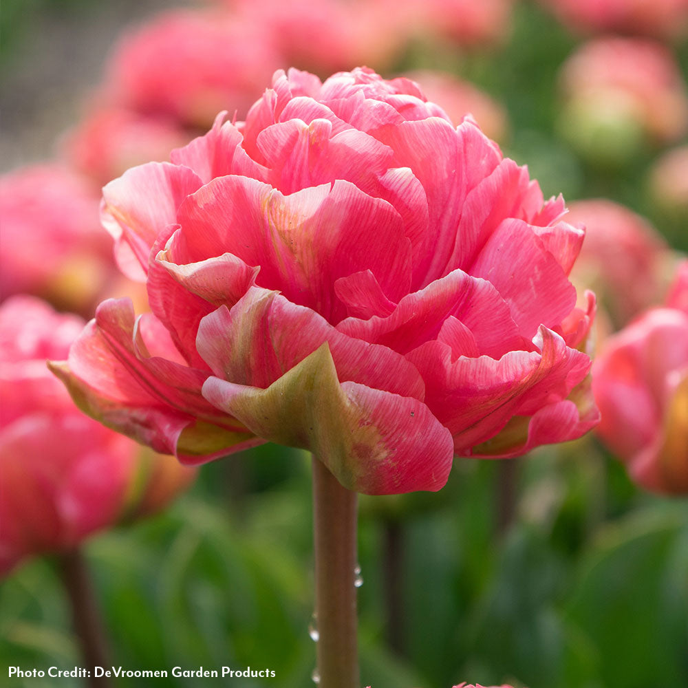 Tulipa Taiwan Tulip Bulbs