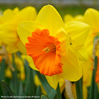 Narcissus Pride of Lions Daffodil Bulbs