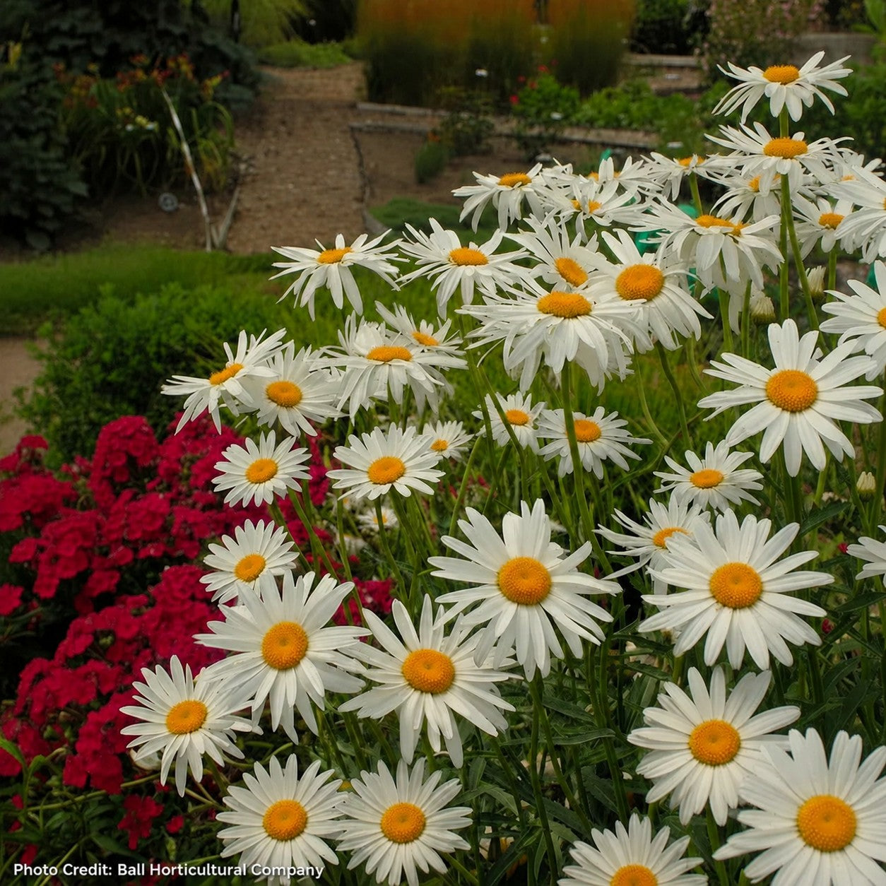 Leucanthemum 'Alaska' Daisy