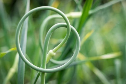Garlic Svea Organic Bulbs