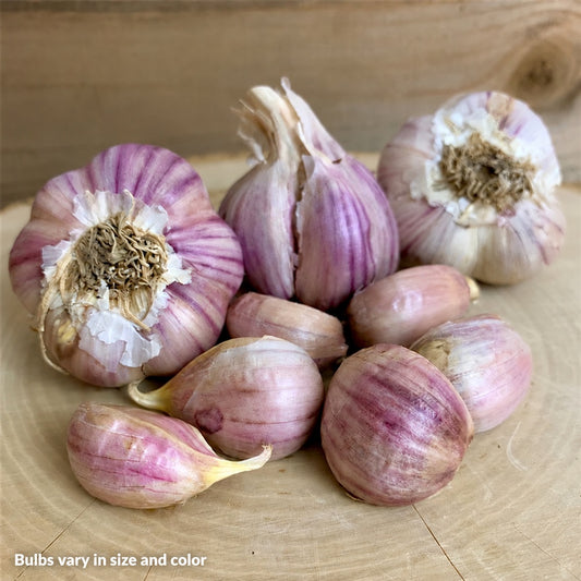 Garlic Svea Organic Bulbs