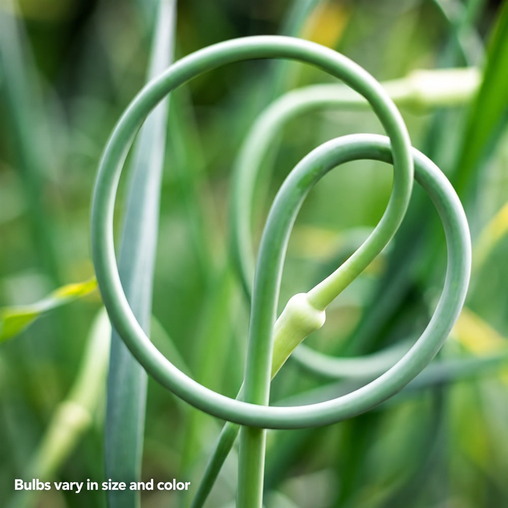 Garlic Svea Organic Bulbs