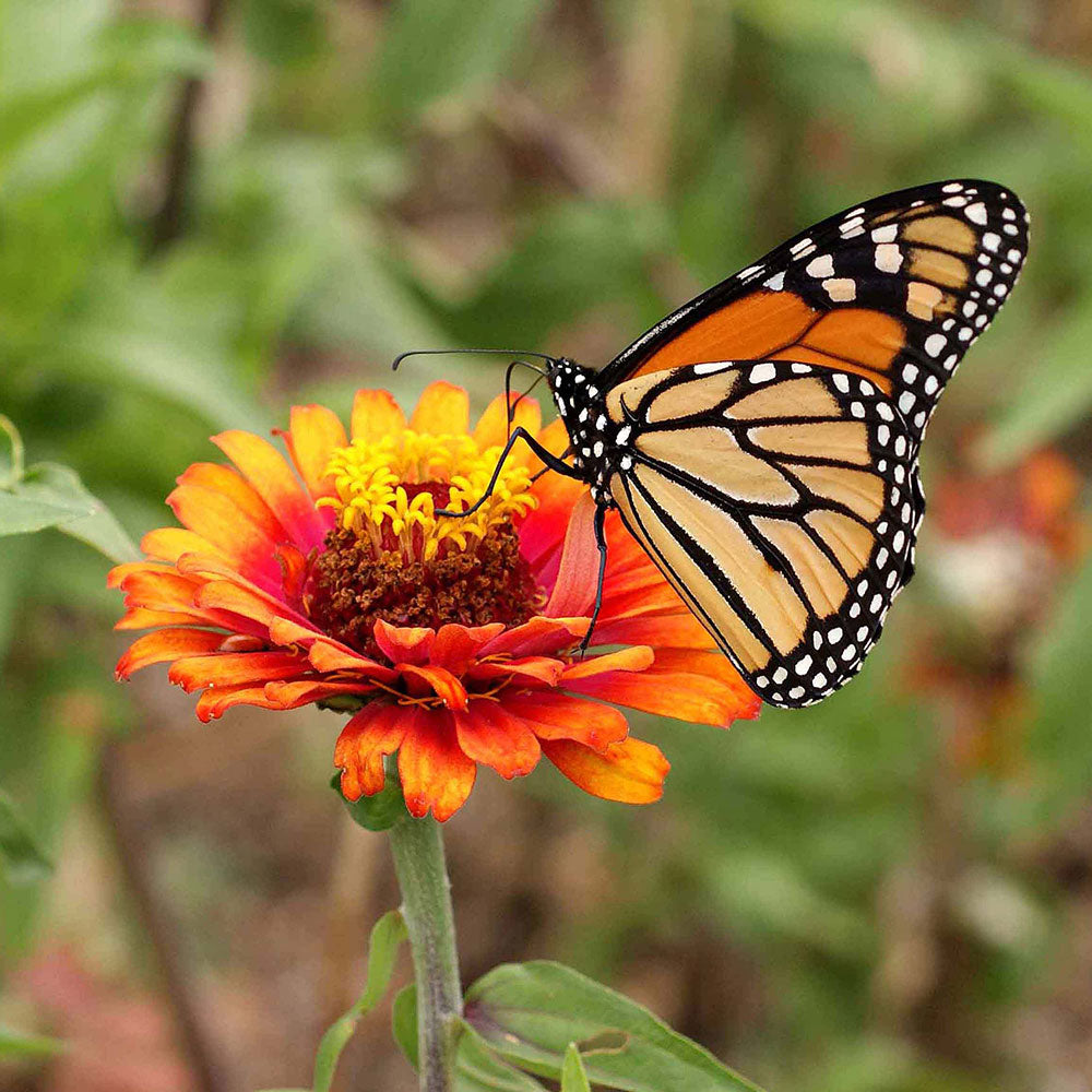 Monarch Butterfly Wildflower Mix Seeds