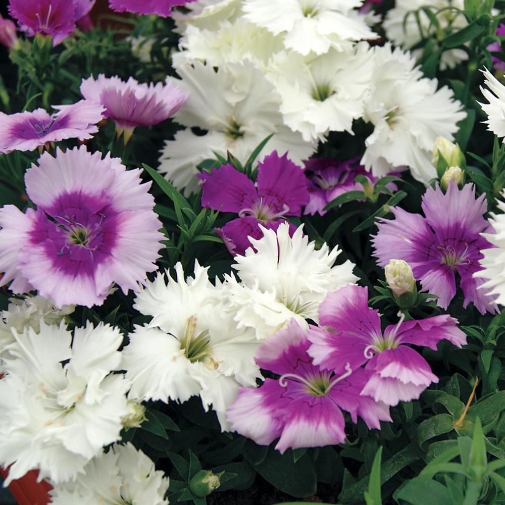 Diana Lavandina Mix Dianthus Seeds