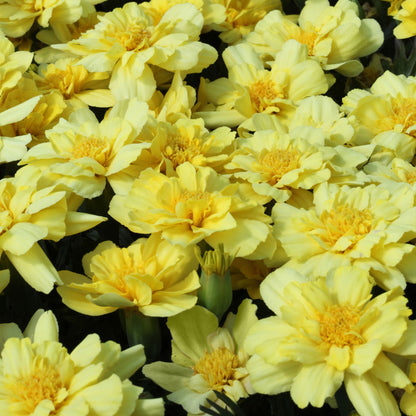 Alumia Vanilla Cream Marigold Seeds