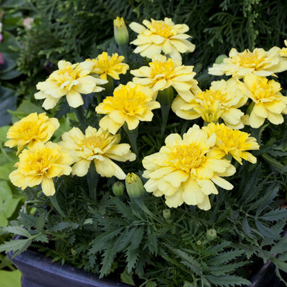 Alumia Vanilla Cream Marigold Seeds