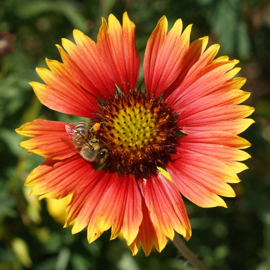 Blanket Flower Seeds