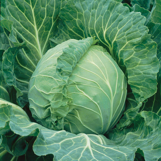 Copenhagen Market Cabbage Seeds