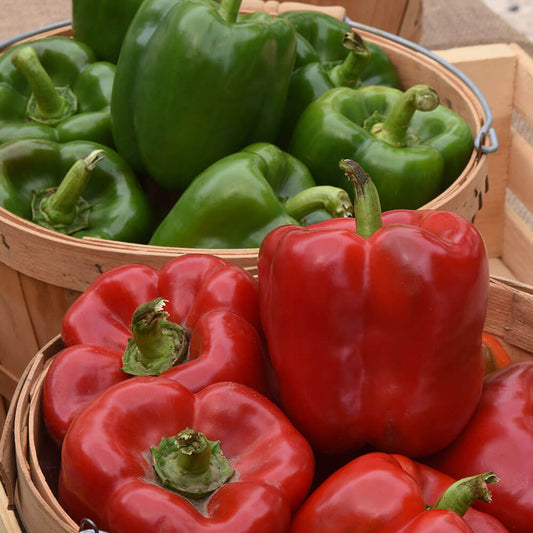 KickStart™ Hybrid Pepper Seeds