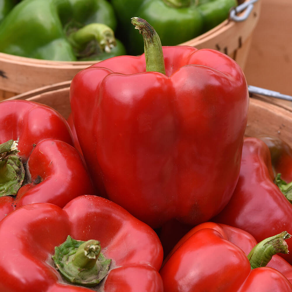 KickStart™ Hybrid Pepper Seeds