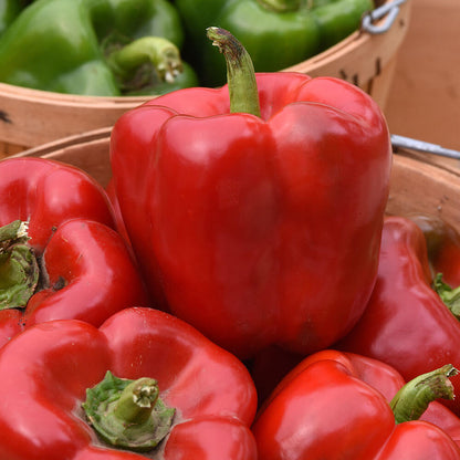 KickStart™ Hybrid Pepper Seeds