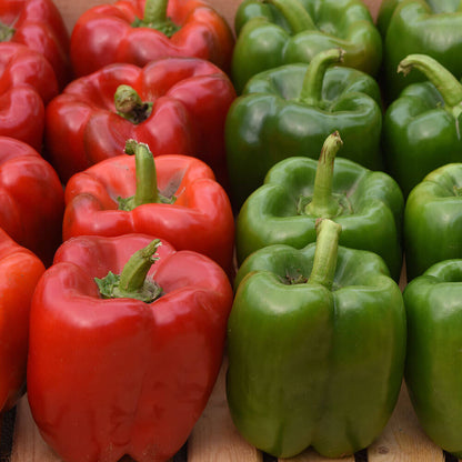 KickStart™ Hybrid Pepper Seeds