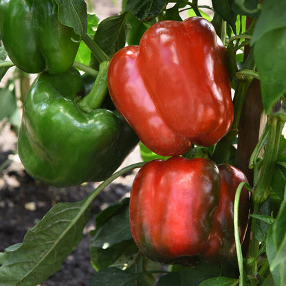 KickStart™ Hybrid Pepper Seeds