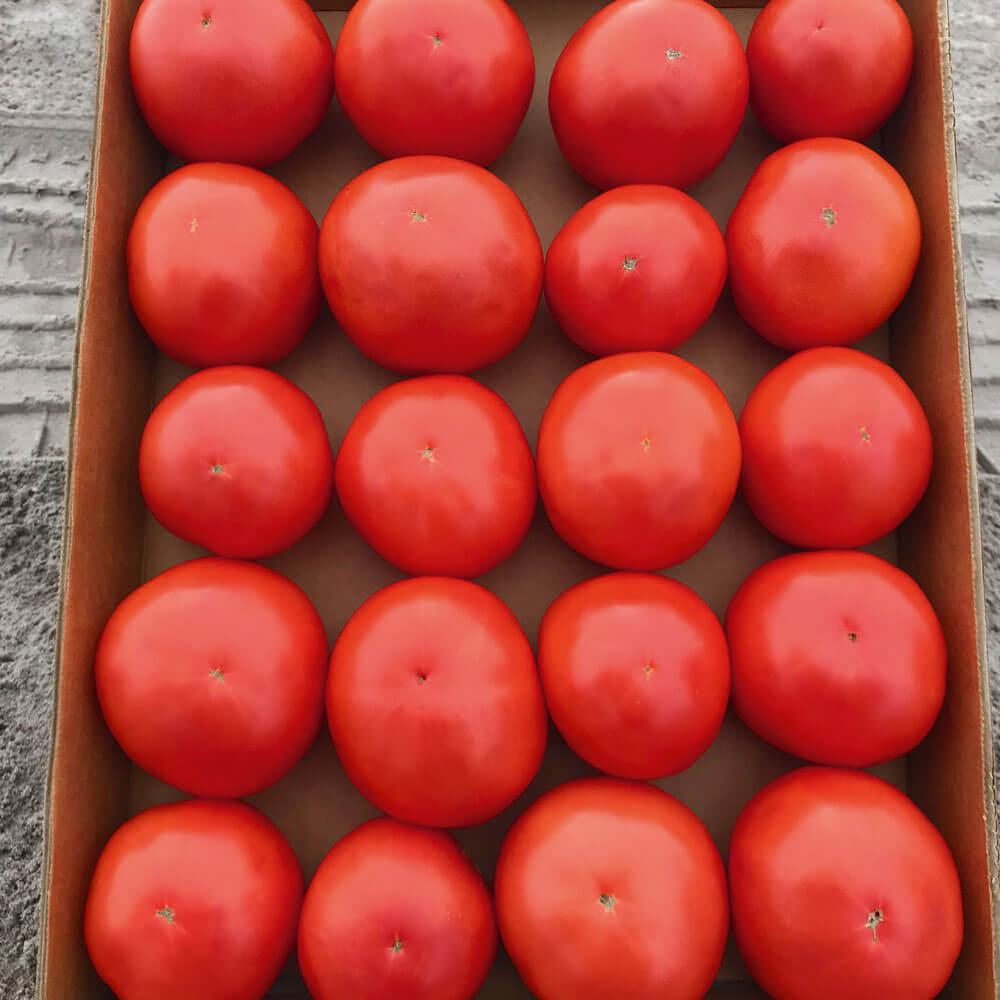 Jolene Hybrid Tomato Seeds – Park Seed