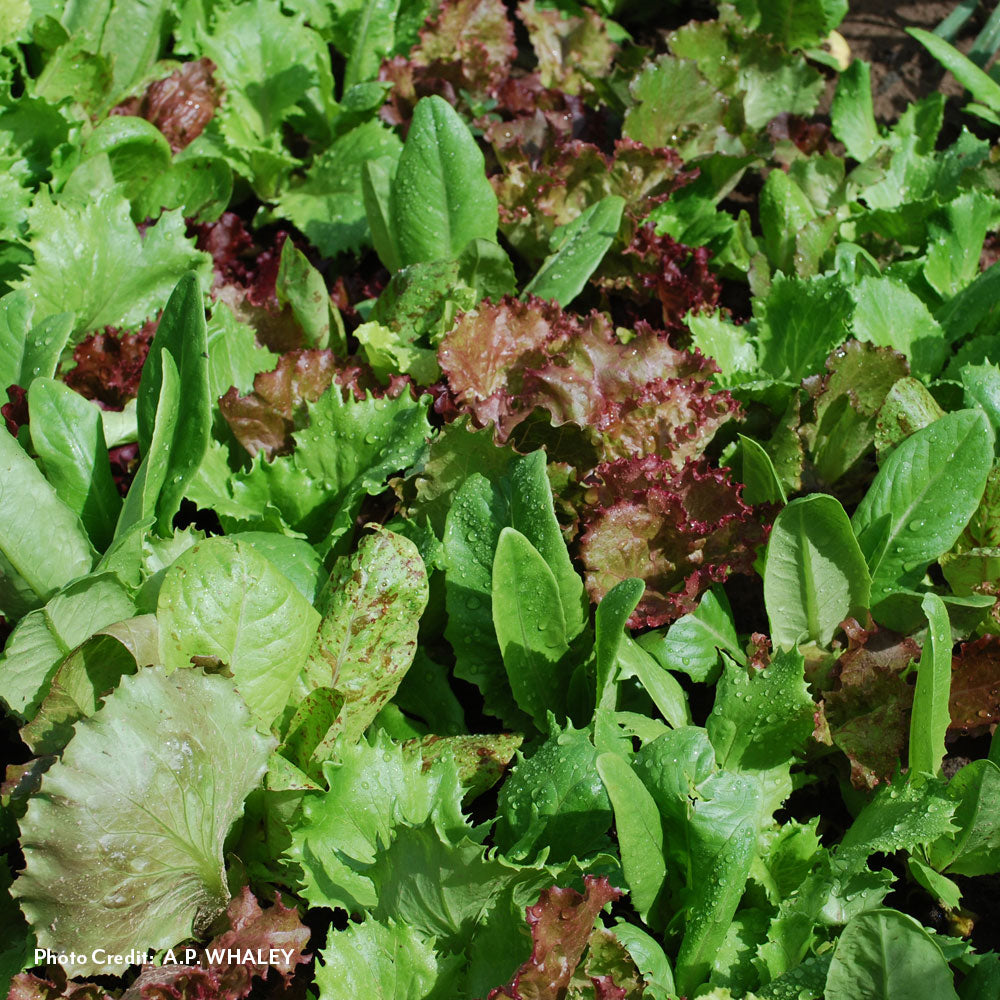 Heirloom Cutting Blend Lettuce Seeds