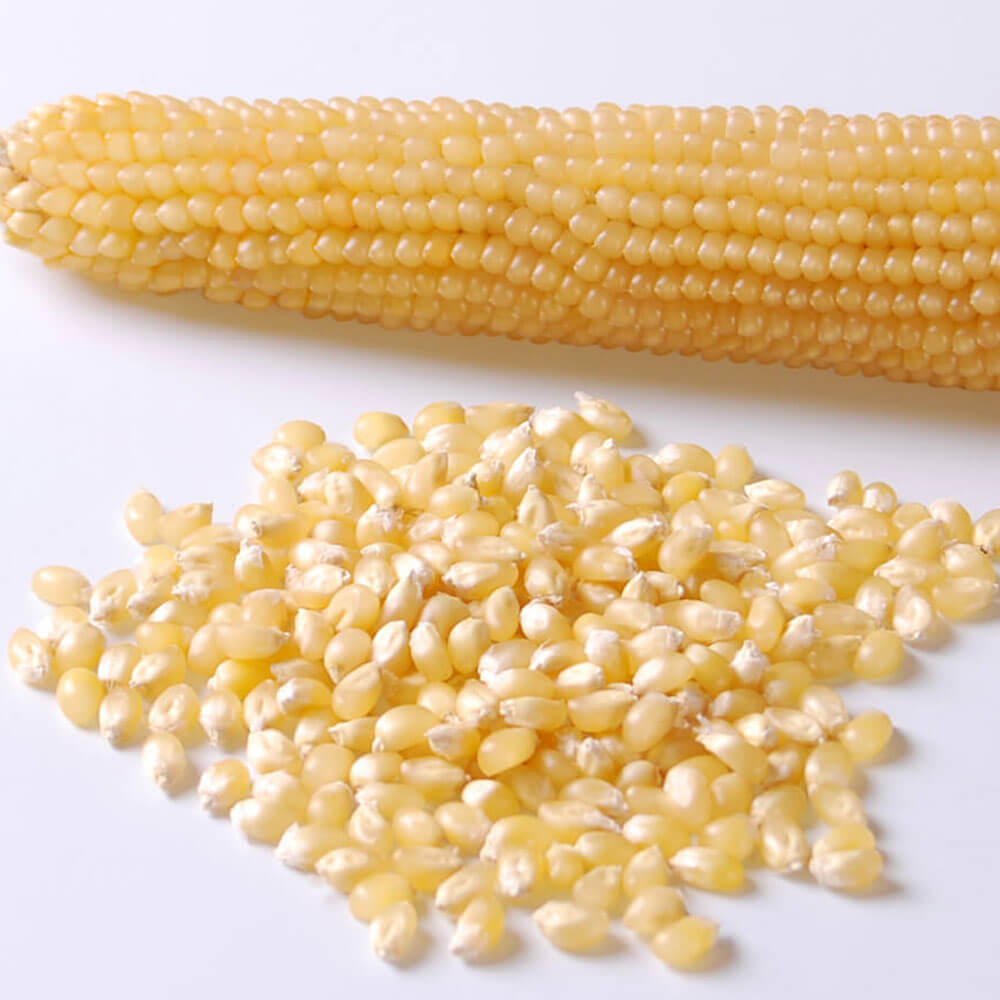 Popcorn R98114W Corn Seeds