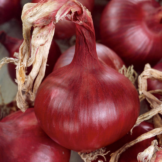 Red Grano Short Day Onion Seeds