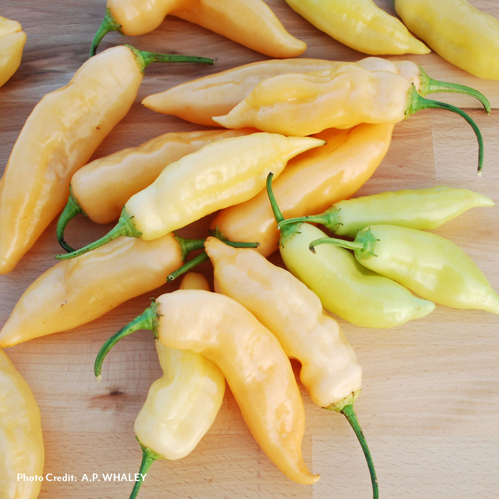 Sugar Rush Peach Pepper Seeds