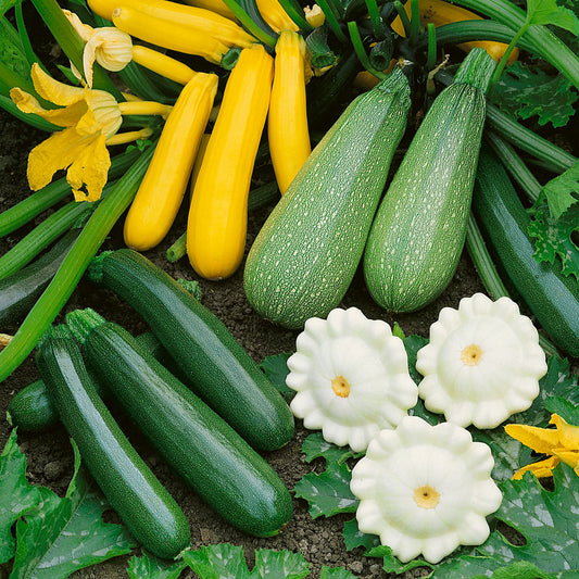 Summer Melody Blend Squash Seeds
