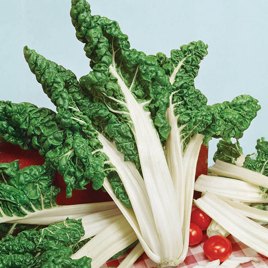 Fordhook Giant Swiss Chard Seeds