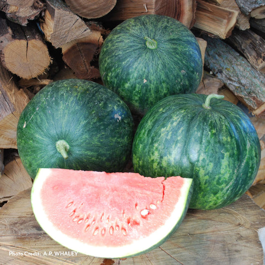 Wilson's Sweet Watermelon Seeds