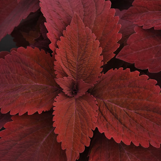 Sweet Paprika Premium Sun Coleus Seeds