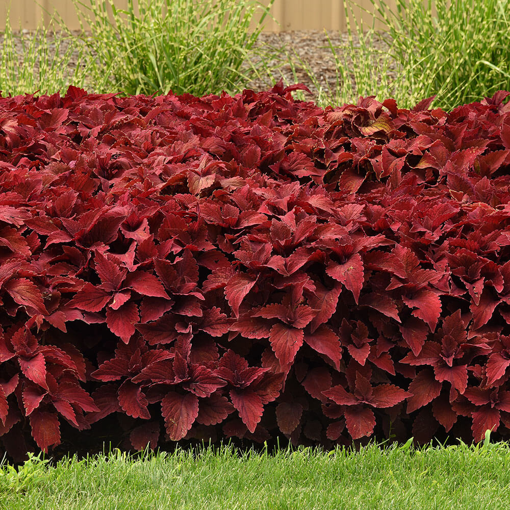 Sweet Paprika Premium Sun Coleus Seeds