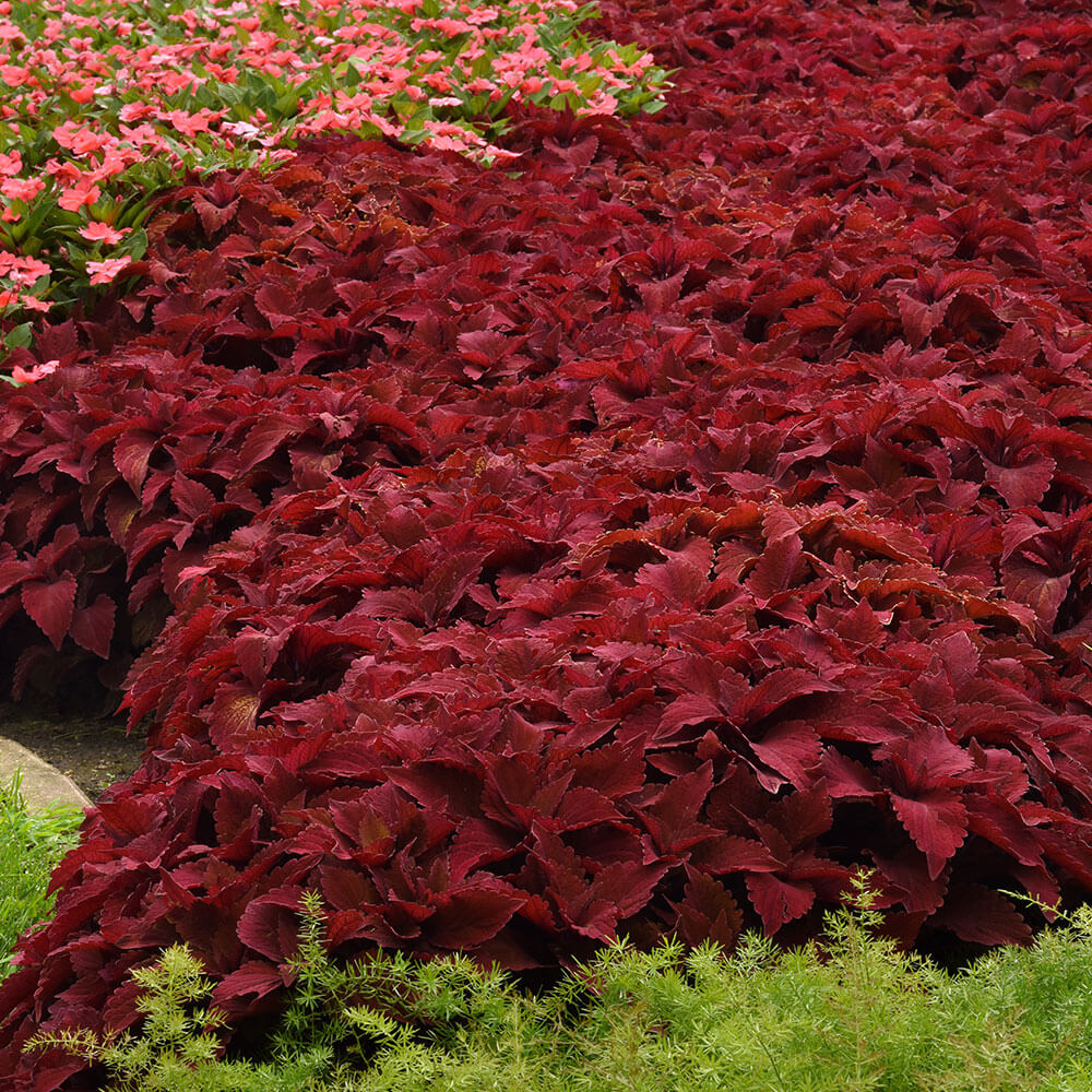 Sweet Paprika Premium Sun Coleus Seeds